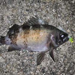 雨上がりのメバリング