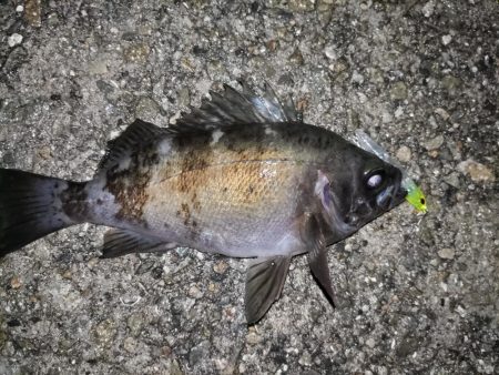雨上がりのメバリング