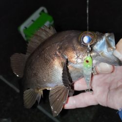 小雨の中のメバリング
