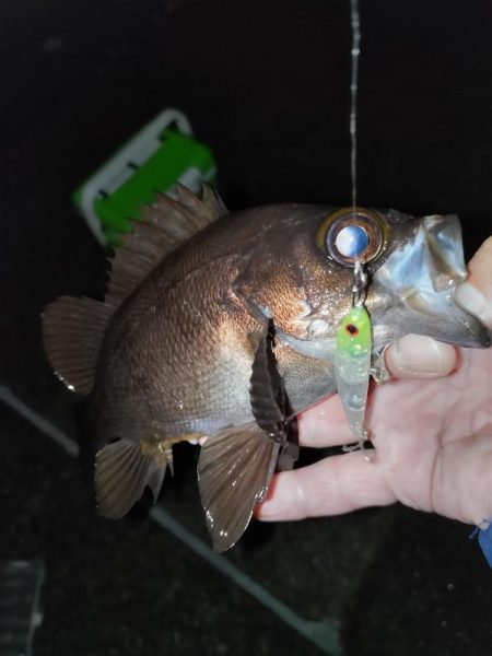 小雨の中のメバリング
