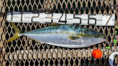 じっと我慢のメジロ