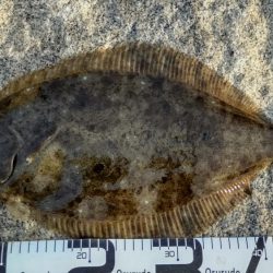 釣り人おらずも魚はいます