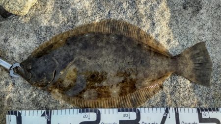 釣り人おらずも魚はいます