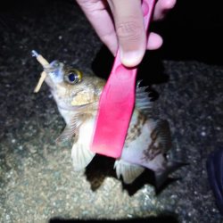 潮位高のメバリング