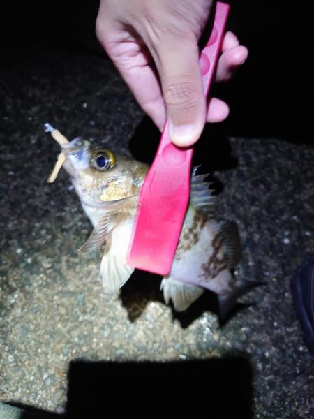 潮位高のメバリング