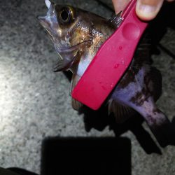 連日メバリング