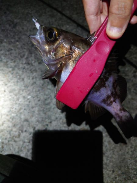 連日メバリング