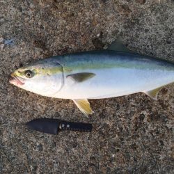 朝一、一発あり