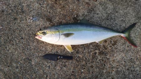 朝一、一発あり