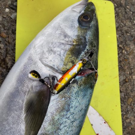 ルアーで初めてのブリ！