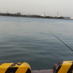 マダイ狙いが良型マチヌ