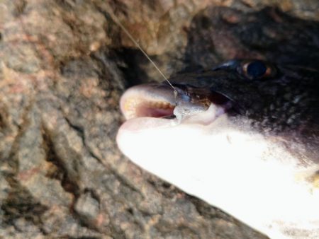 ノッコミ祭開催中？