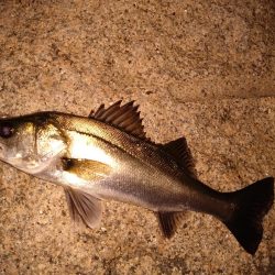 細身のシルエット