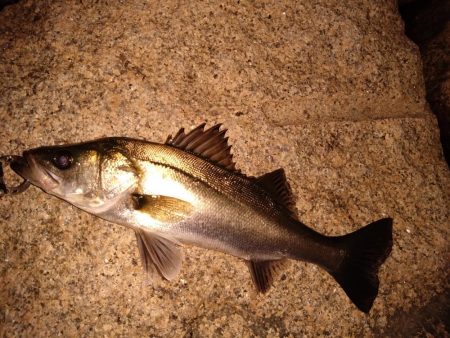 細身のシルエット