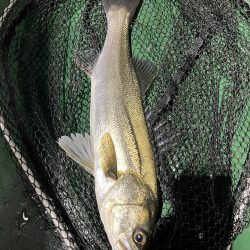 大在でアジング