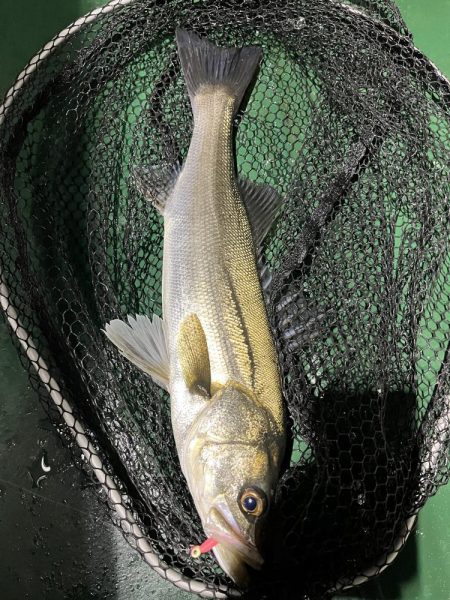 大在でアジング