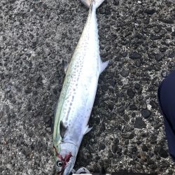 いつものご近所釣行