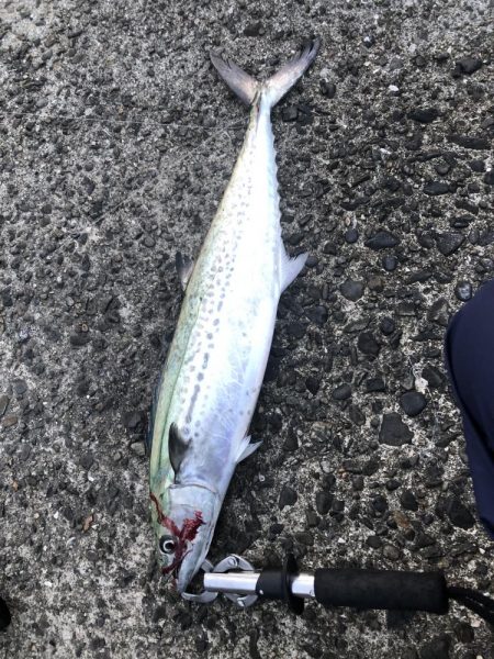 いつものご近所釣行