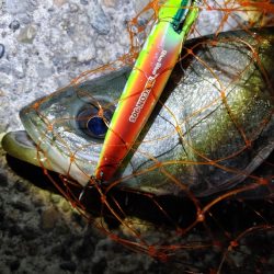 シーバス　難易度Aクラスだと思います