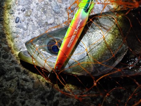 シーバス　難易度Aクラスだと思います