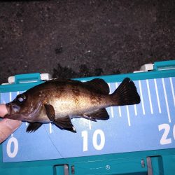 春がきたか?久々二桁