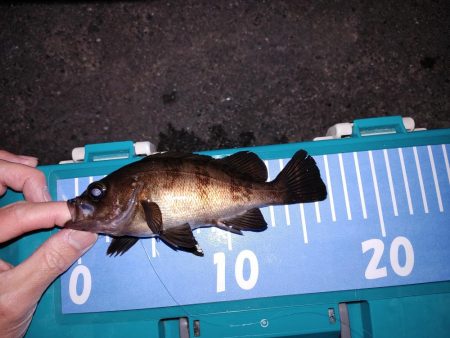 春がきたか?久々二桁