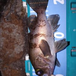 メバリングからガシリング