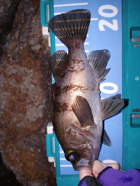 メバリングからガシリング