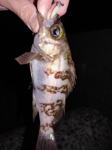 爆風メバリング