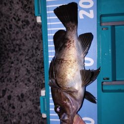 アジングからのメバリング