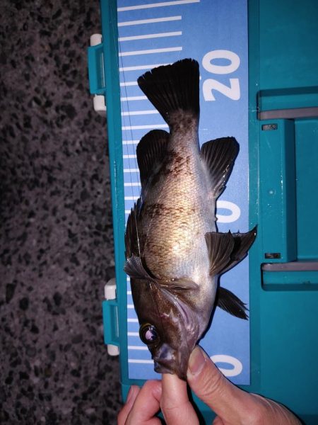 アジングからのメバリング