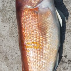 グットなヒラマサ