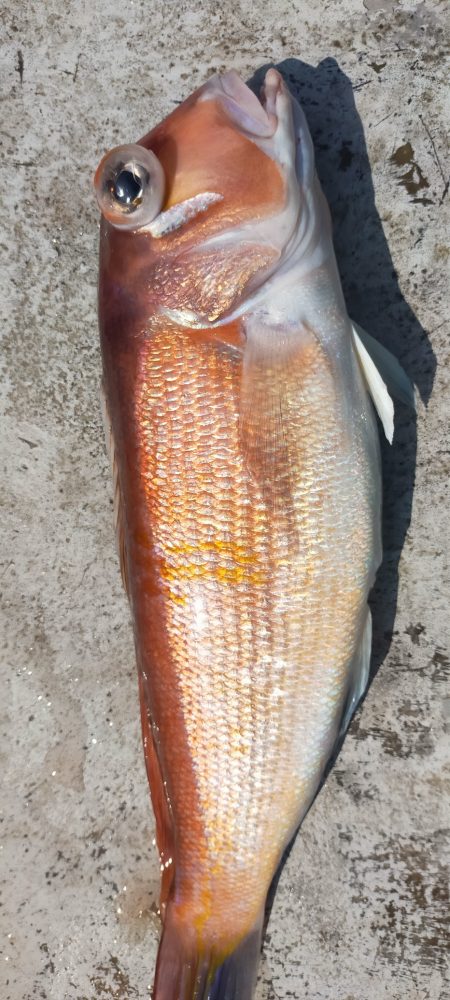 グットなヒラマサ