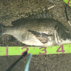 今年初バチパターンで