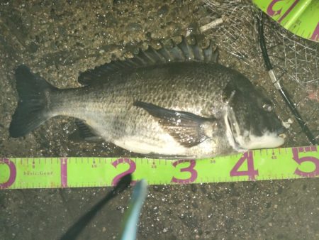 今年初バチパターンで