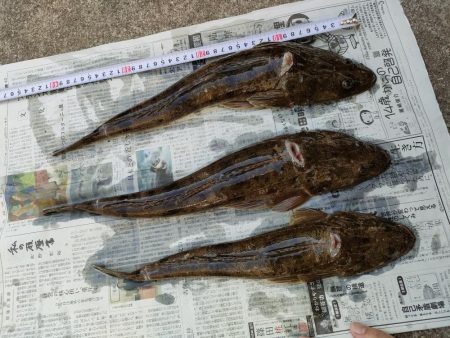 マゴチ釣り『だてまき丸』にて