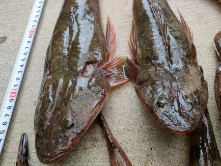 一之瀬丸でマゴチ釣り