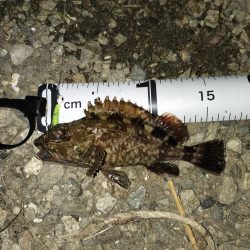 なんとか釣れました。。