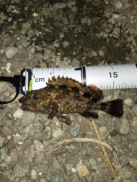 なんとか釣れました。。