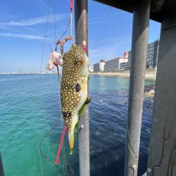 陸は満開　海は咲きだし