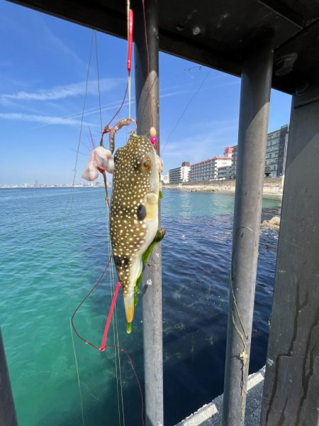 陸は満開　海は咲きだし