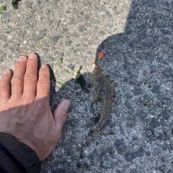 カレイはどこっすか？