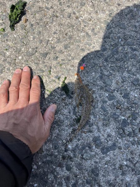 カレイはどこっすか？