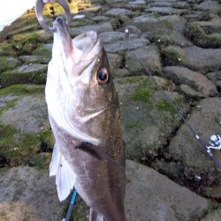4月初めてルアーで釣れた