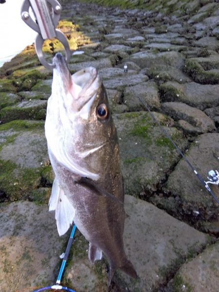 4月初めてルアーで釣れた