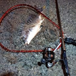 2023/03/30 南港ライトゲーム釣行