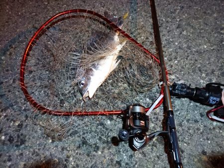 2023/03/30 南港ライトゲーム釣行