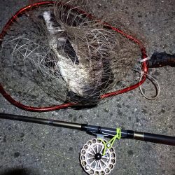 2023/04/03 南港ヘチ釣り釣行