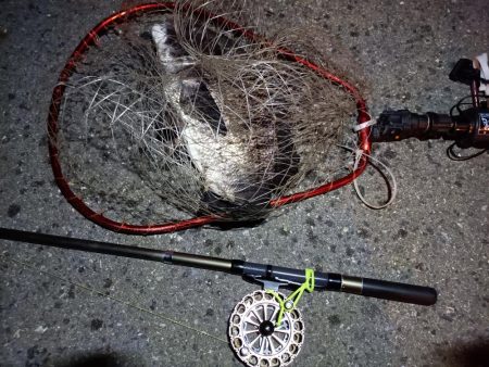 2023/04/03 南港ヘチ釣り釣行