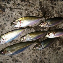 時期が来ましたか？